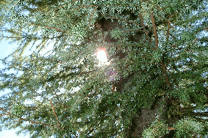 尾瀬の長蔵小屋の脇の木